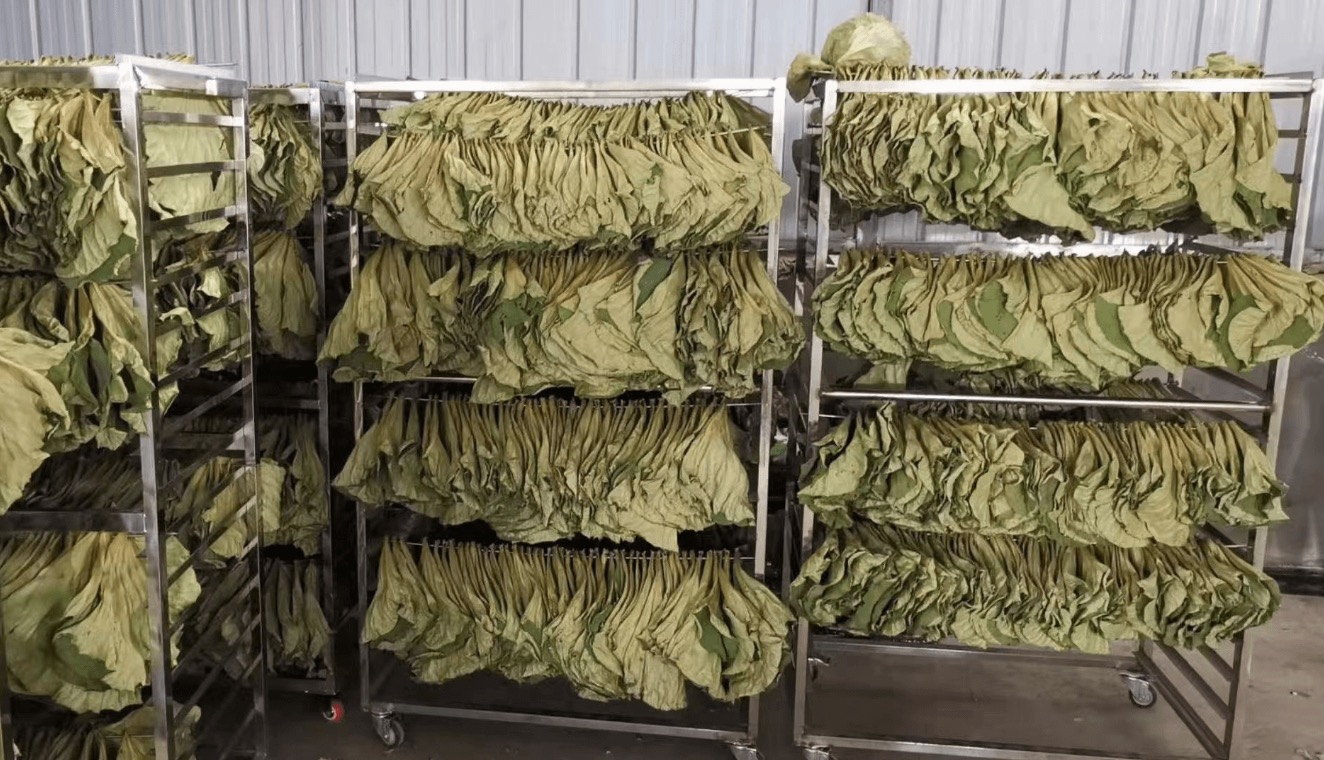 泰力信-荷叶烘干.jpeg